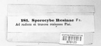 Sorocybe resinae image